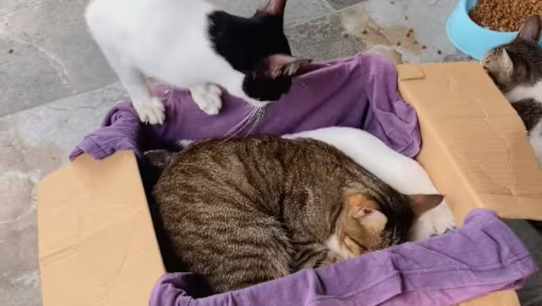 Heartbreak and Healing: Cats Say Goodbye to Their Beloved Brother in Touching Viral Video