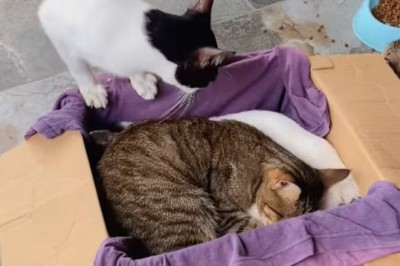 Heartbreak and Healing: Cats Say Goodbye to Their Beloved Brother in Touching Viral Video
