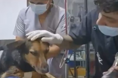Heartwarming Veterinarian Explains Surgery to Dog: A Must-Watch Moment of Compassion!