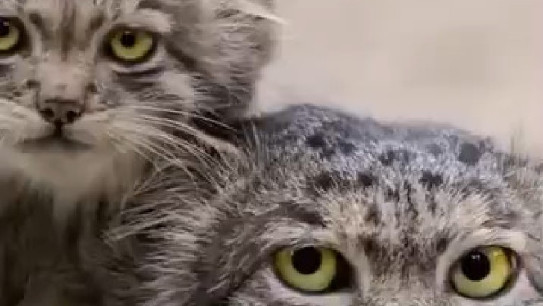 Heartwarming Wild Cat Family Moments: Unbelievable Cuddles and Survival!