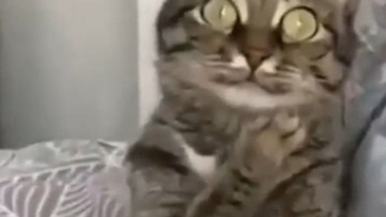 Hilarious Pets Compilation: The Funniest Moments That Will Make You Laugh!