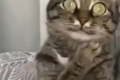 Hilarious Pets Compilation: The Funniest Moments That Will Make You Laugh!