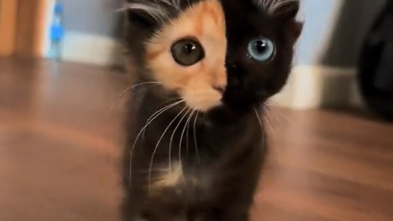 The Internet’s Most Adorable Cat Compilation - Prepare to Be Amazed!