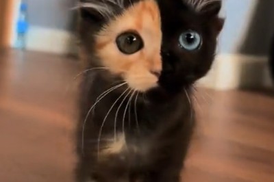 The Internet’s Most Adorable Cat Compilation - Prepare to Be Amazed!