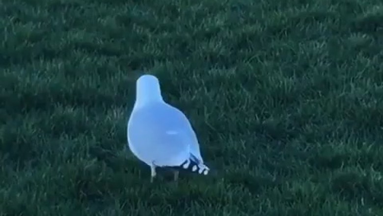 Common Gull Takes to the Field: Watch This Bird Excel at Sports!
