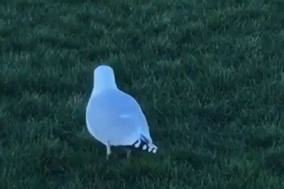 Common Gull Takes to the Field: Watch This Bird Excel at Sports!