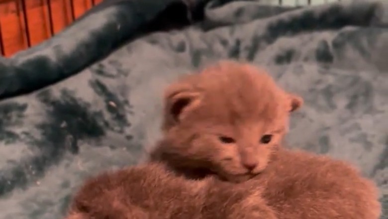 Cuteness Overload: Meet the Most Beautiful Kittens You’ve Ever Seen!