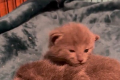 Cuteness Overload: Meet the Most Beautiful Kittens You’ve Ever Seen!