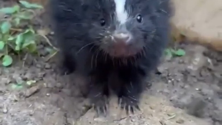 Meet the Adorable Hog-Nosed Skunks: Nature's Most Beautiful Little Creatures! 🦨