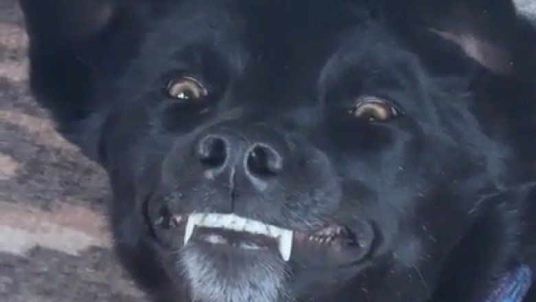 Meet the Fanged Dog: The Unbelievable Canine with a Unique Smile!
