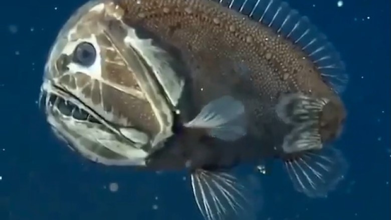 Meet the Fangtooth Fish: The Ocean's Spookiest Predator! 🐟