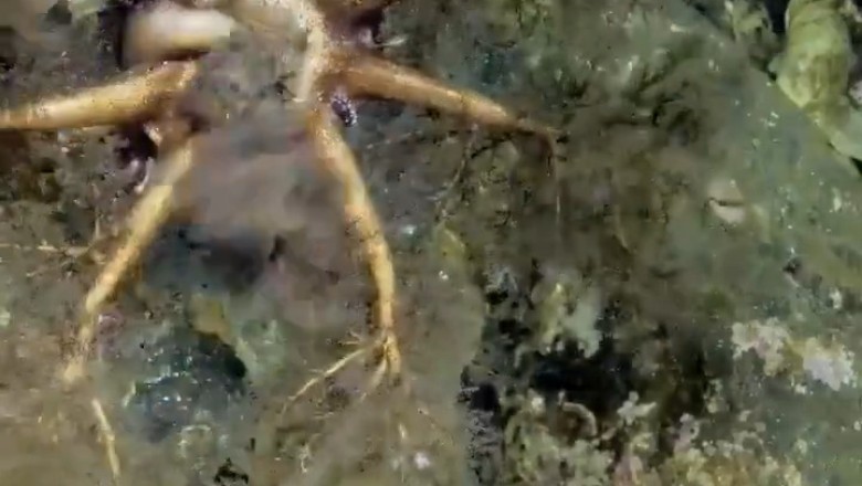 The Hidden Wonders of Seagrass: Nature's Underwater Paradise!