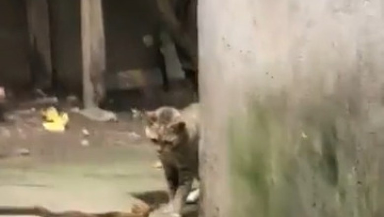The Pawsitive Director: Watch This Cat Take Charge with a Snake!