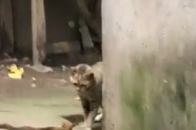 The Pawsitive Director: Watch This Cat Take Charge with a Snake!