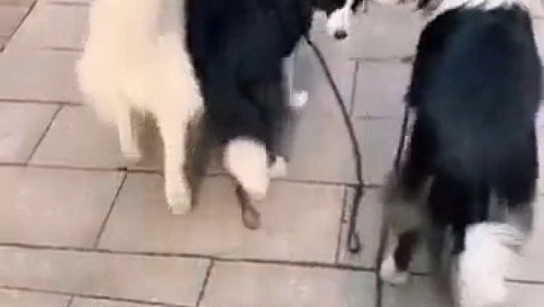 What Happens When You Drop the Leash? 🐶 The Unexpected Dog Adventure!