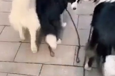 What Happens When You Drop the Leash? 🐶 The Unexpected Dog Adventure!