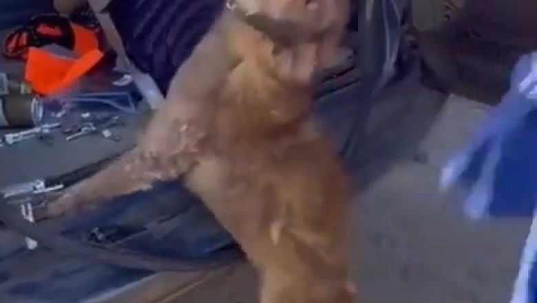 When Your Dog Needs Care: Heartwarming Rescue and Recovery Story