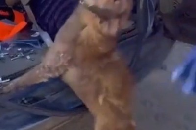 When Your Dog Needs Care: Heartwarming Rescue and Recovery Story