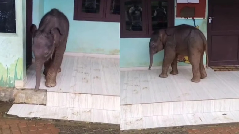 Caught on Camera: Baby Elephant Crashes Kerala School and Steals Hearts!