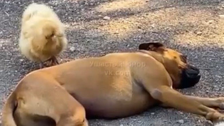 Chick and Dog Duo: The Cutest Playdate You'll Ever See!