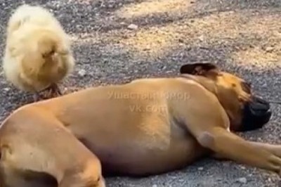 Chick and Dog Duo: The Cutest Playdate You'll Ever See!