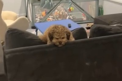 Doggone Hilarious: The Ultimate Dog Room Adventures!