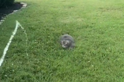 Hilarious Cat vs. Water Hose: The Ultimate Playtime Showdown!