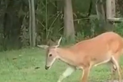 Unexpected Friendship: Watch a Cat and Deer Team Up for Adorable Adventures!