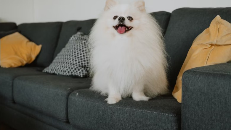 7 Game-Changing Tips for Happy Apartment Living with Your Dog!