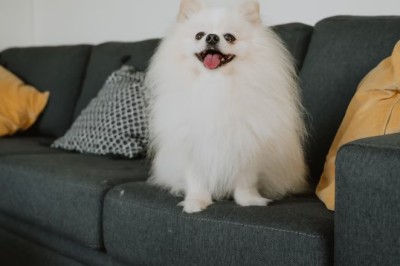 7 Game-Changing Tips for Happy Apartment Living with Your Dog!