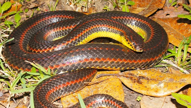 Help Save Florida's Shimmering Rainbow Snake: Your Sightings Matter!