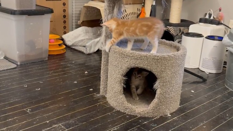 Absolutely HILARIOUS Kittens: Watch Them Get Into Trouble!