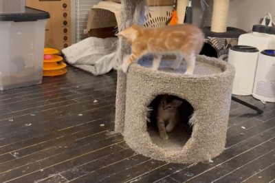 Absolutely HILARIOUS Kittens: Watch Them Get Into Trouble!