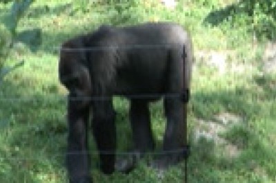 Adorable Animals Doing the Funniest Things! | Must-See Animal Moments!