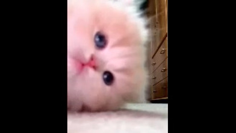 "π± Hilarious Kittens Compilation! π | The Cutest & Funniest Kittens You'll Ever See!"