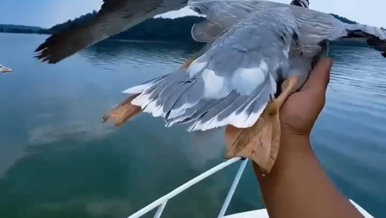 Unexpected Adventure: Couple in China Surrounded by a Flock of Geese!