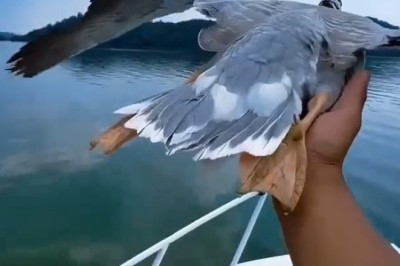 Unexpected Adventure: Couple in China Surrounded by a Flock of Geese!