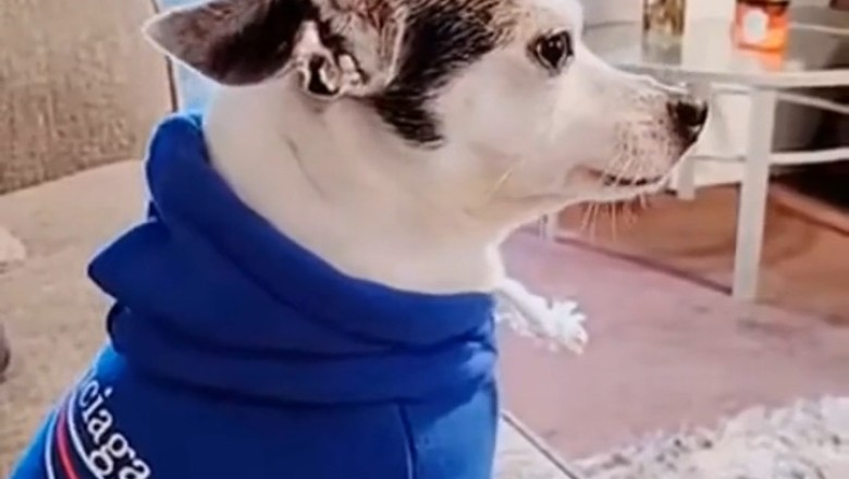 Unleashed Rage! When Dogs Get Angry - You Won't Believe This Moment!