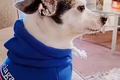 Unleashed Rage! When Dogs Get Angry - You Won't Believe This Moment!