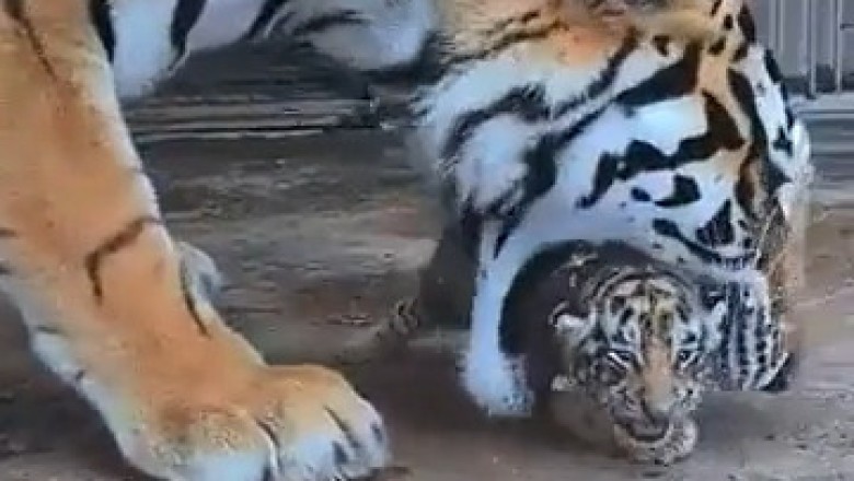Watch This Adorable Small Tiger Make a Dash for Home! The Cutest Run Ever!
