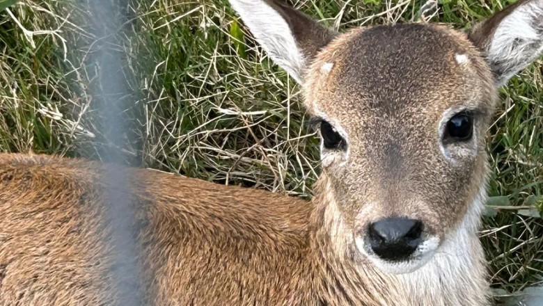 Meet Clemente: The Fawn Born From a Scientific Breakthrough That Could Save an Endangered Species!