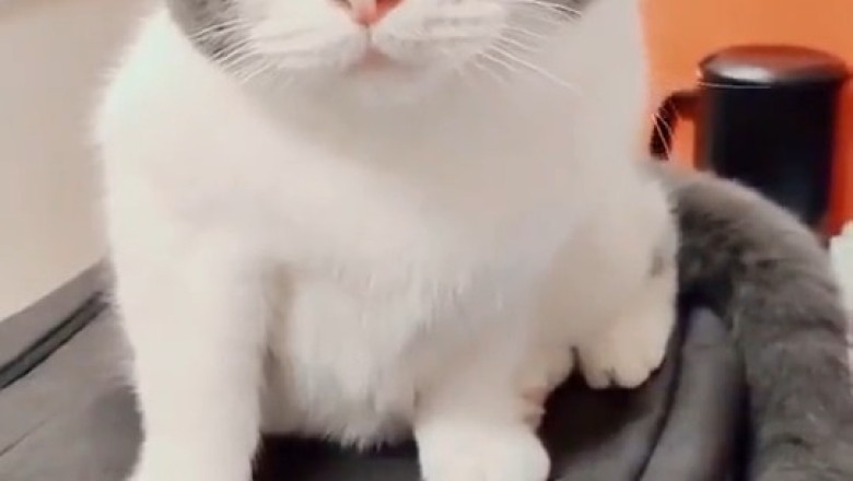 Meet the Stunning Cat with Incredible Mixed Eye Colors That Will Captivate You!