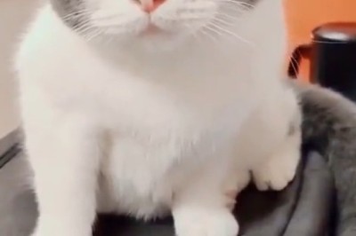 Meet the Stunning Cat with Incredible Mixed Eye Colors That Will Captivate You!