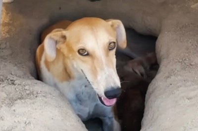 Survivor in the Sands: How One Brave Dog Found Her Puppies and a Second Chance