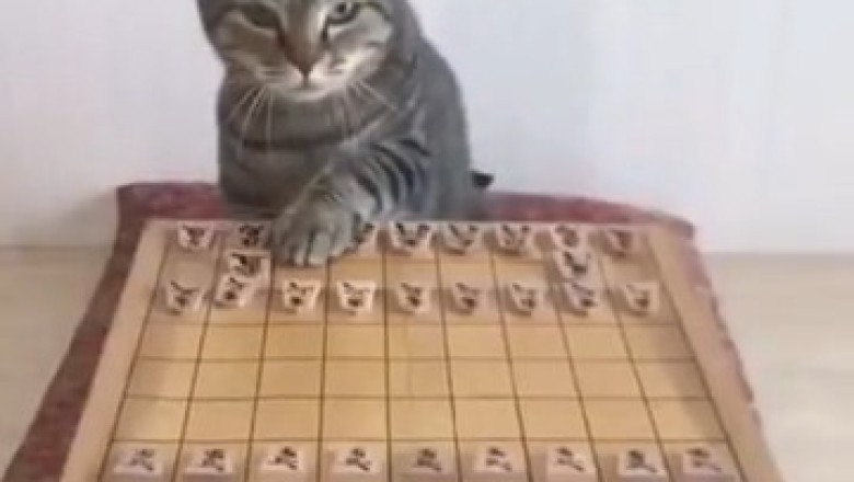 Watch This Cat Outsmart Its Owner in an Epic Chess Match!