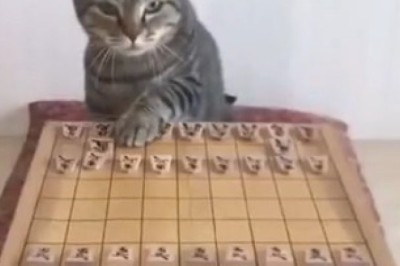 Watch This Cat Outsmart Its Owner in an Epic Chess Match!