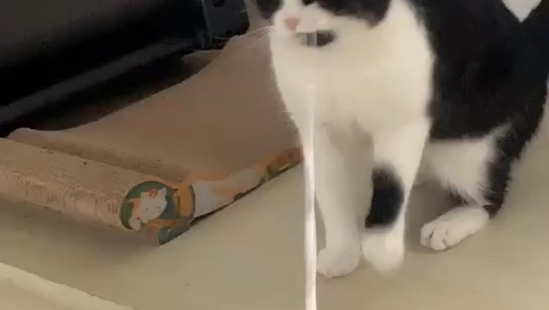 Adorable Playful Cat: The Ultimate Feline Fun Compilation!
