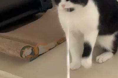 Adorable Playful Cat: The Ultimate Feline Fun Compilation!