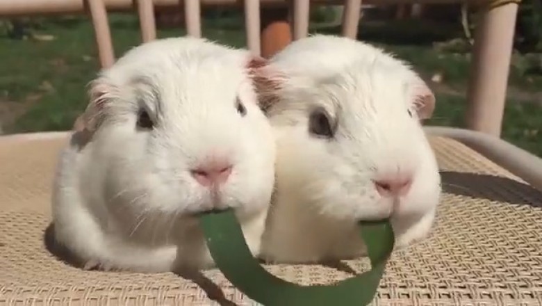 Double Trouble: The Funniest Guinea Pig Duo You’ll Ever See!