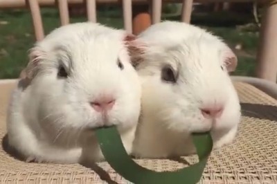 Double Trouble: The Funniest Guinea Pig Duo You’ll Ever See!